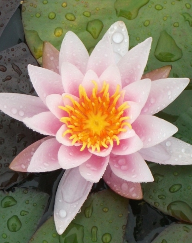 Seerose Rose Nymphe