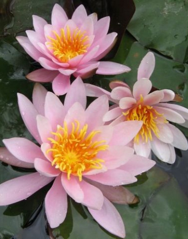 Seerose Rose Nymphe