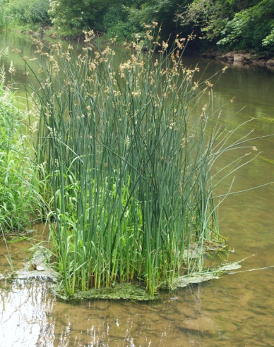 Teich Simse