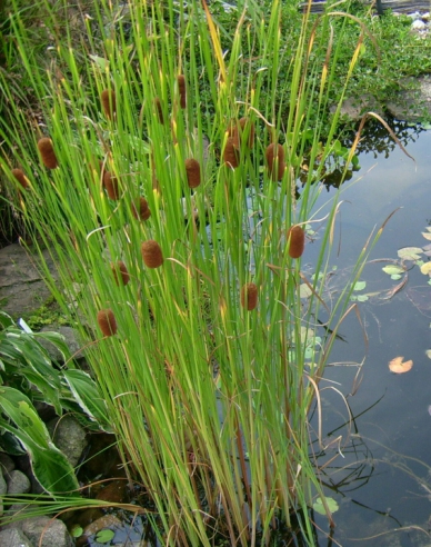 Kleinblättriger Rohrkolben