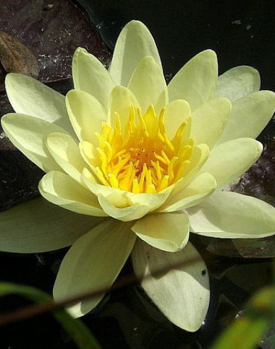 Seerose Marliacea Chromatella