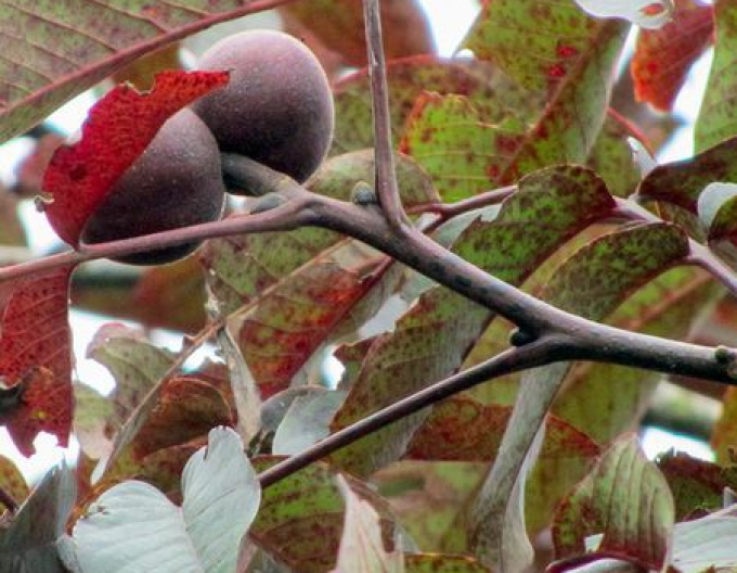 Königswalnuss Purpurea