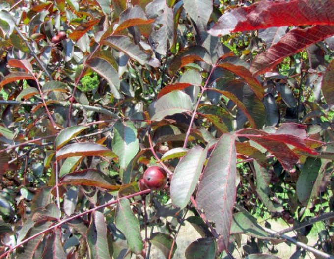 Königswalnuss Purpurea