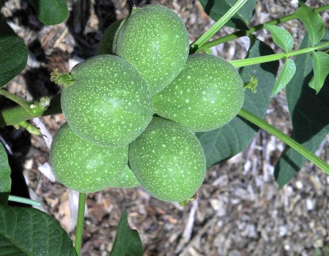 Walnuss Mini Multiflora