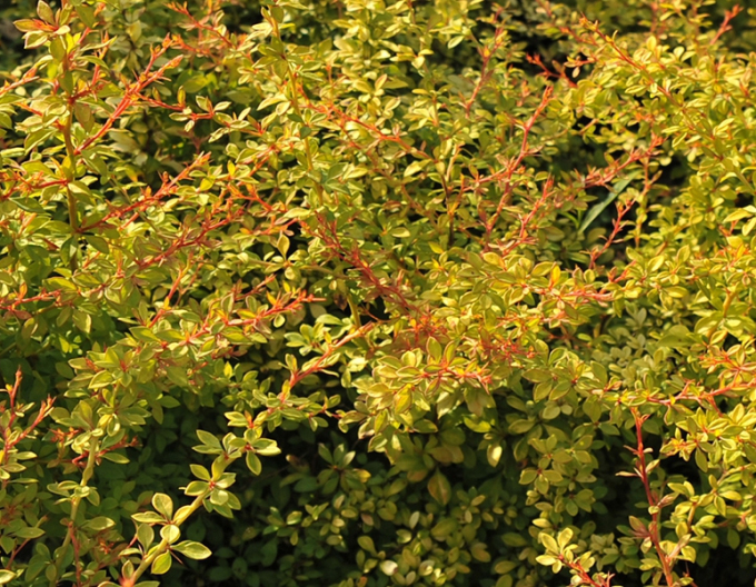 Berberitze "Golden Dream"