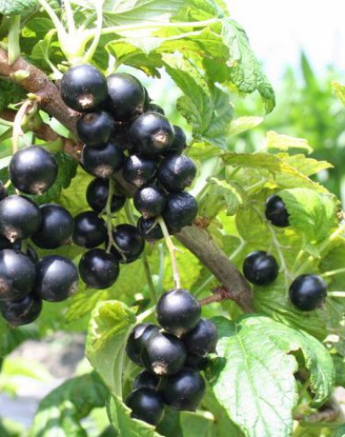 Schwarze Johannisbeere Cassisima Noiroma Strauch
