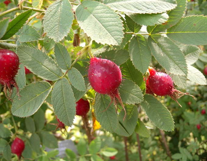Rose der Frucht (Apfel)