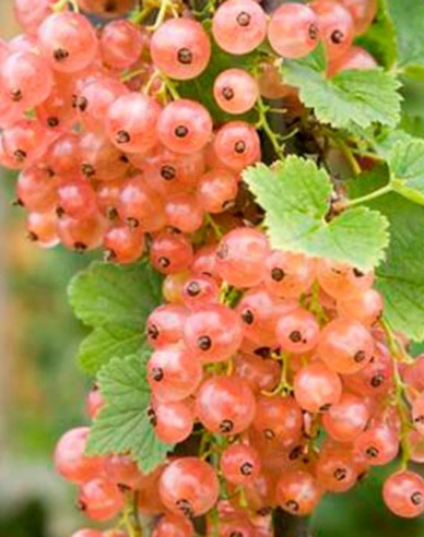 Rosa Johannisbeere Lubawa Strauch