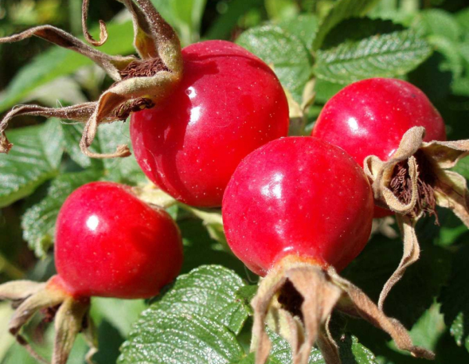 Rose der Frucht (Apfel)