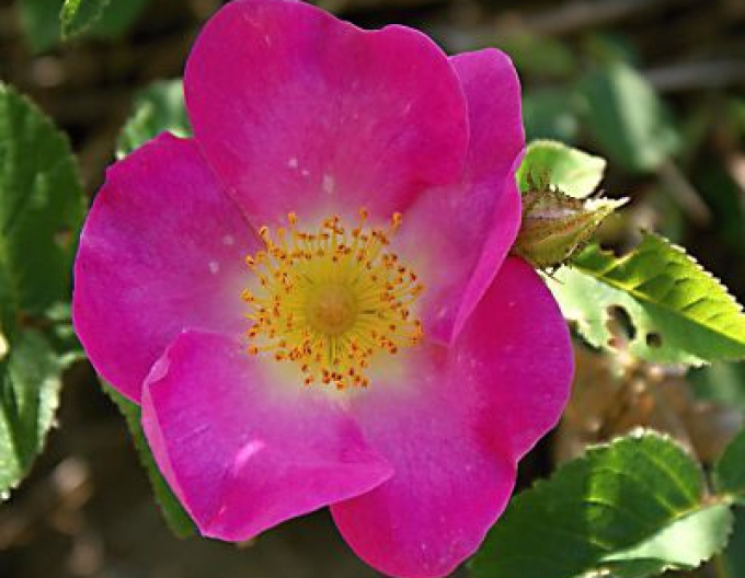 Rose der Frucht (Apfel)