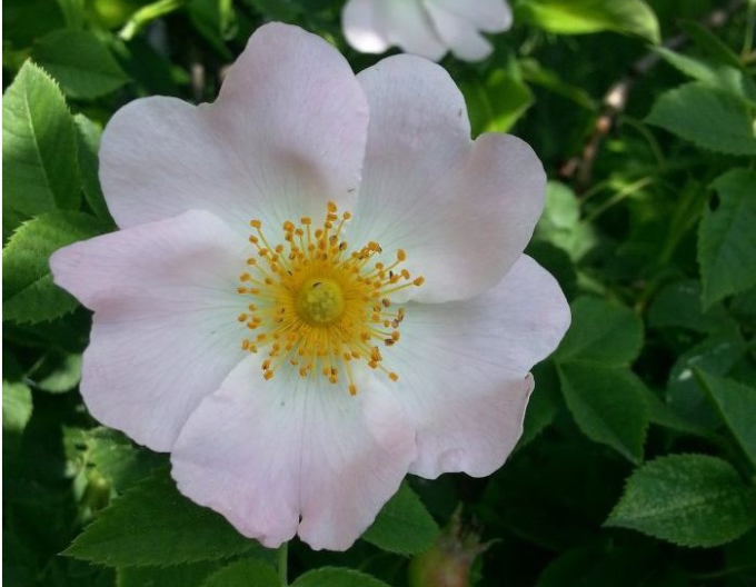 Rose der Frucht (Apfel)