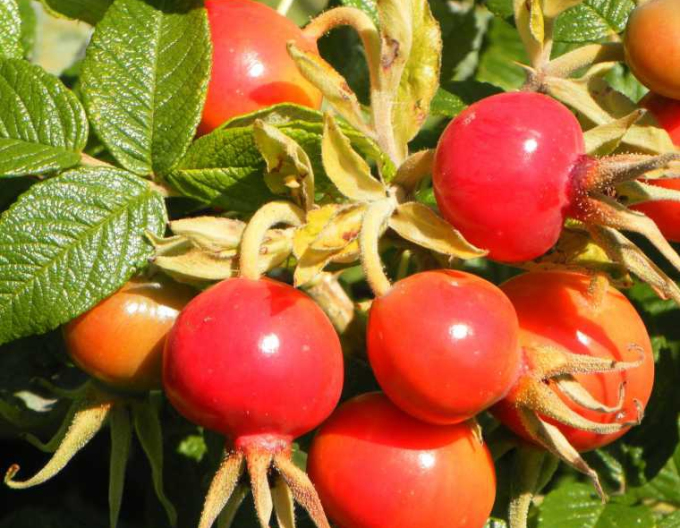 Rose der Frucht (Apfel)
