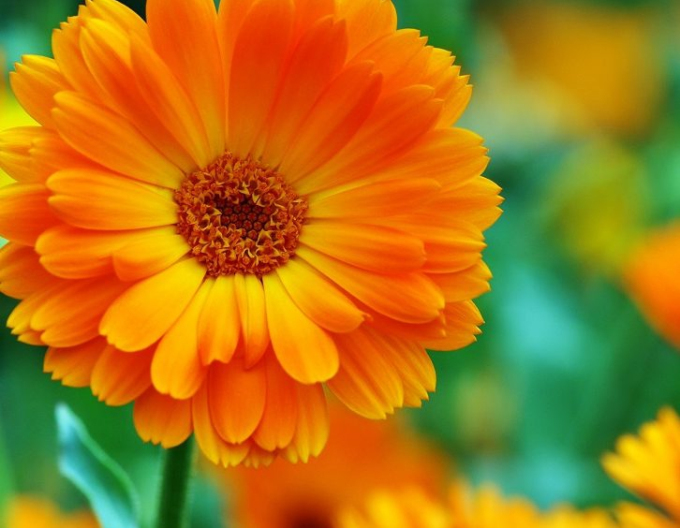 Ringelblume (Calendula officinalis)