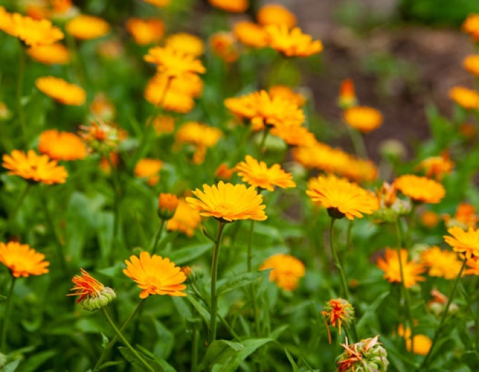 Ringelblume (Calendula officinalis)