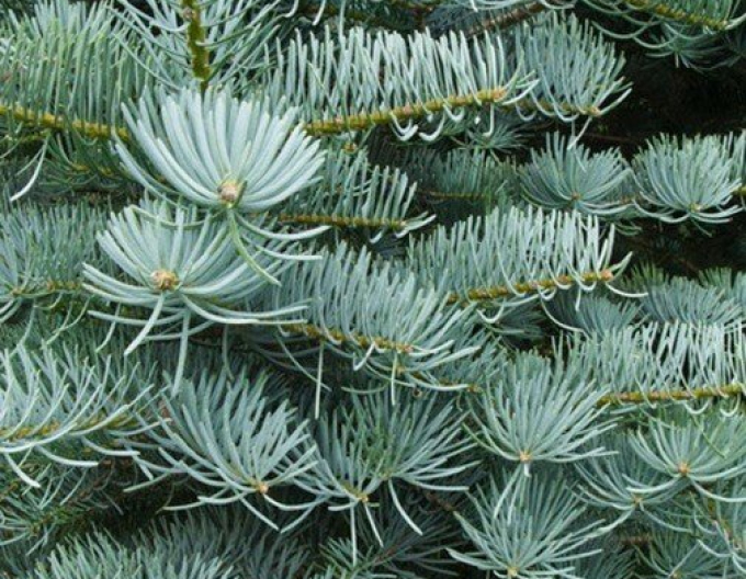 Syrische Tanne Concolor