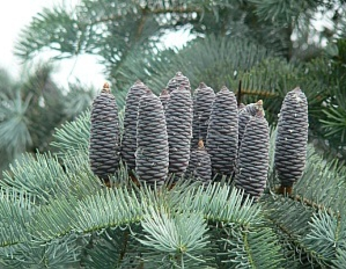Syrische Tanne Concolor