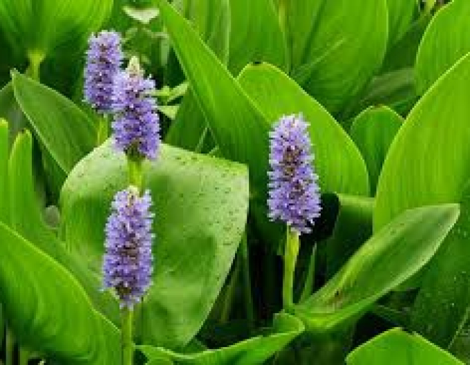 Pontederia cordate