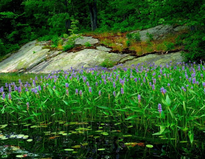 Pontederia cordate