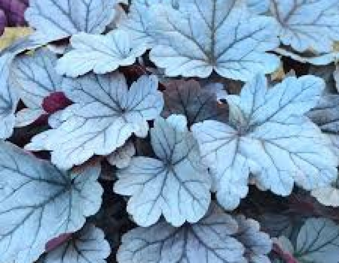 Heuchera Silver Gumdrop