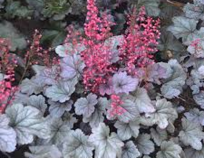 Heuchera Silver Gumdrop