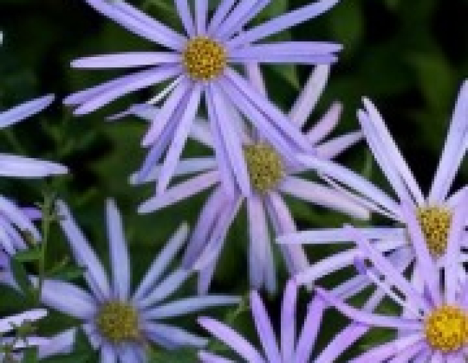 Astra Nanus