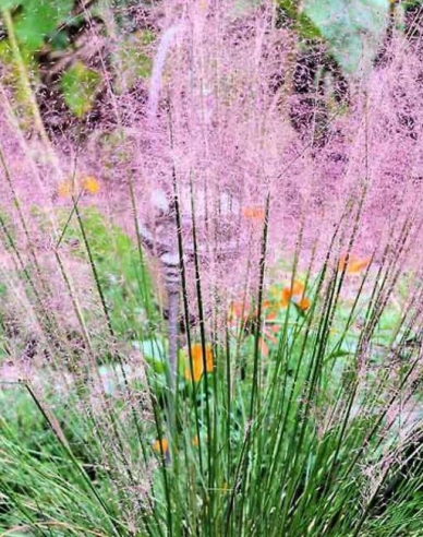 Muhlenbergia