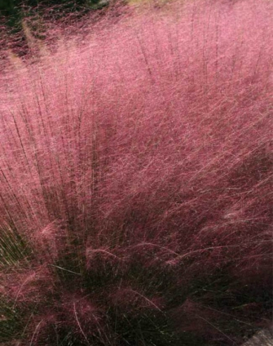 Muhlenbergia