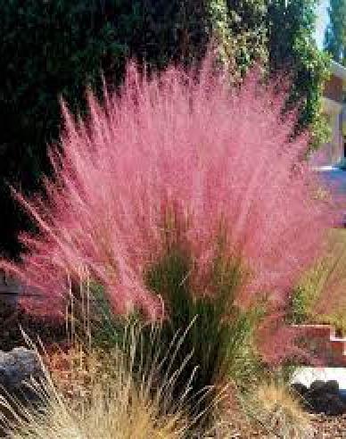 Muhlenbergia
