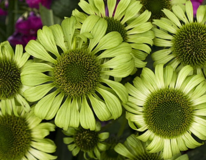 Echinacea Grünes Juwel