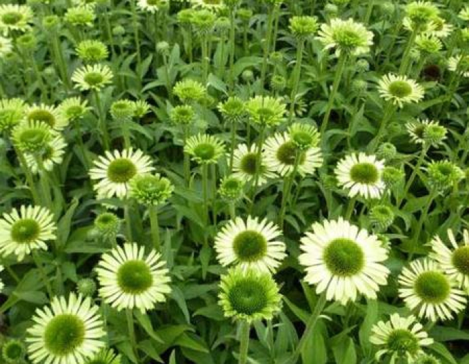 Echinacea Grünes Juwel
