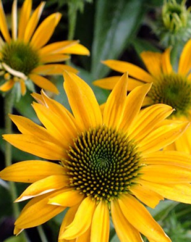 Echinacea Mellow Yellows (Gelber Sonnenhut)