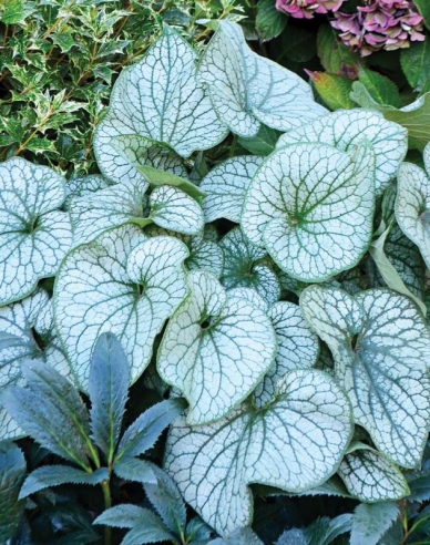 Brunnera Silver Heart