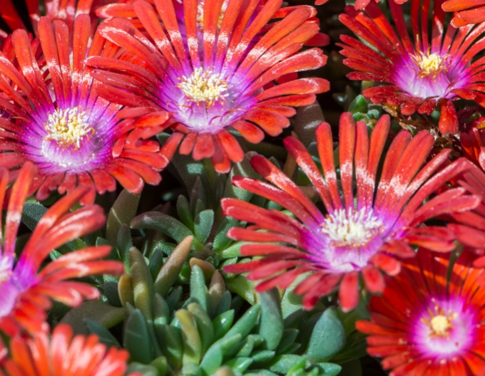 Delosperma Sundella Rot