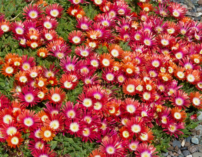 Delosperma Sundella Rot