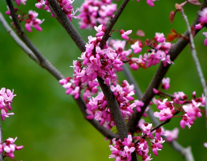 Kanadischer Judasbaum (Baum der Liebe) Red Force