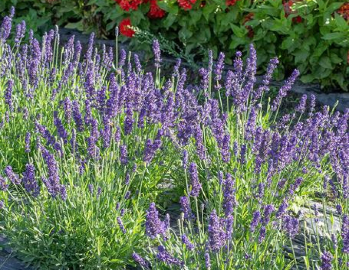 Lavendel Speer Blau