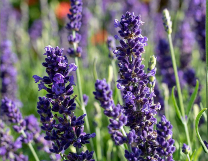 Lavendel Speer Blau