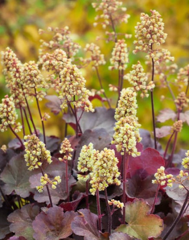 Heuchera Little Cutie Blondie