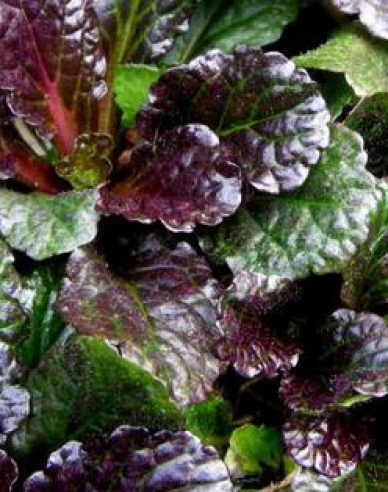 Schwarze Jakobsmuschel