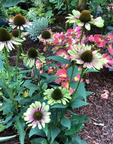 Echinacea Green Twister