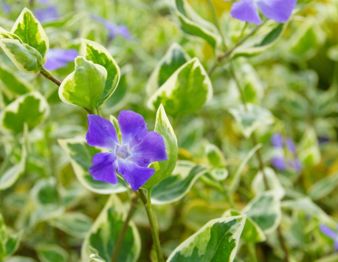 Wintergrün größer Variegata
