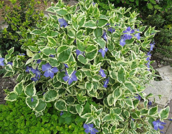 Wintergrün größer Variegata