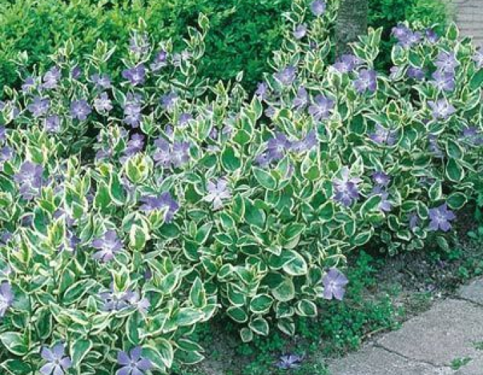 Wintergrün größer Variegata