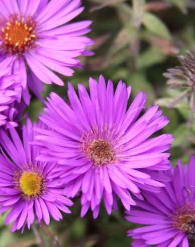 Aster Purple Dome