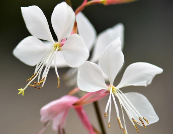 Gaura Anmutiges Weiß