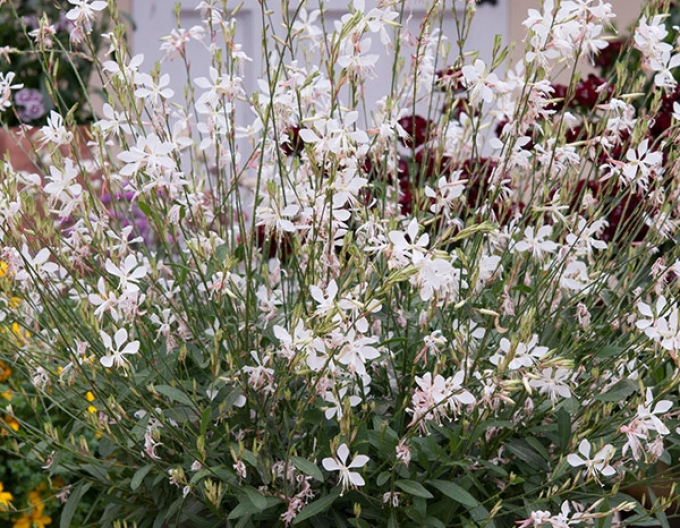 Gaura Anmutiges Weiß