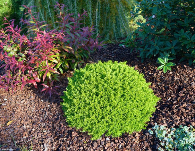 Strauchveronika Green Globe