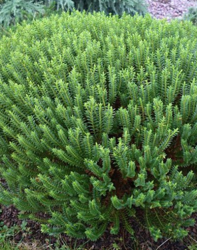 Strauchveronika New Zeland Gold