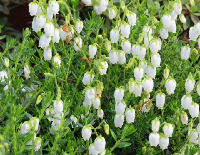 Irisches Heidekraut Alba
