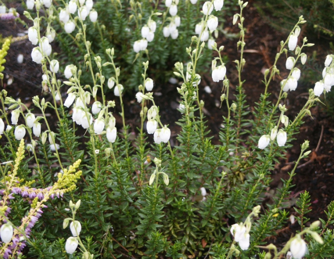 Irisches Heidekraut Alba